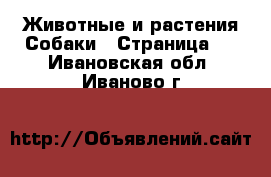 Животные и растения Собаки - Страница 6 . Ивановская обл.,Иваново г.